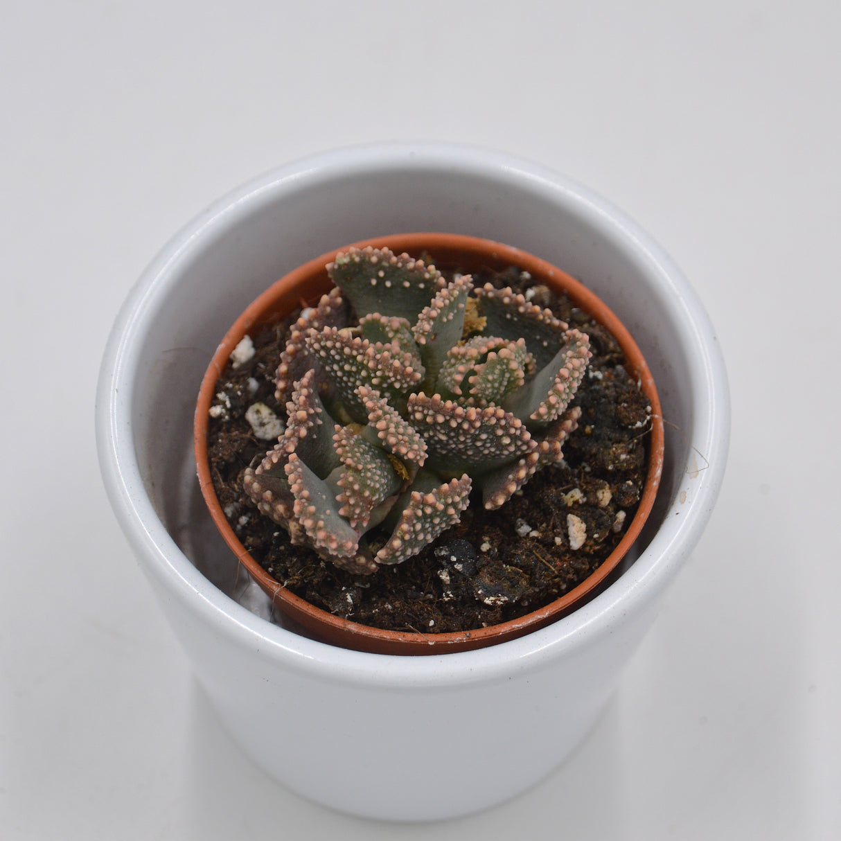 Titanopsis fulleri - 5.5cm