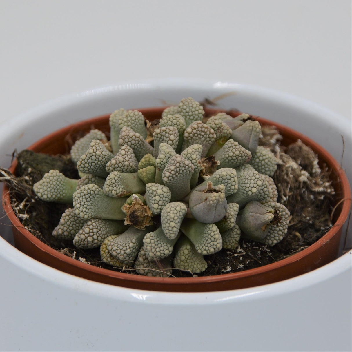 Titanopsis schwantesii - 8.5cm