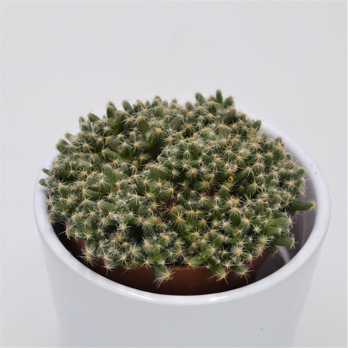 Trichodiadema densum - 8.5cm