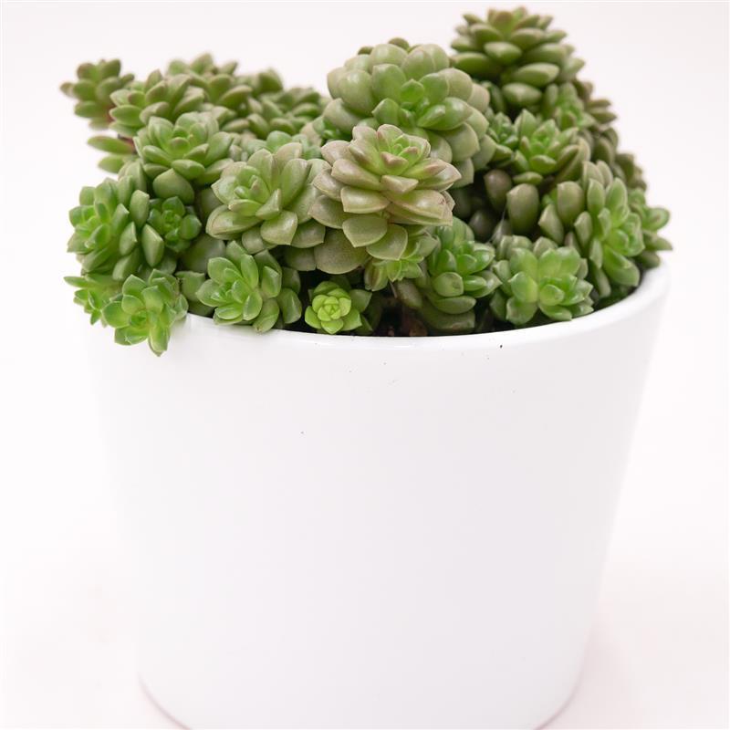 x Cremnosedum Little Gem - 8.5cm