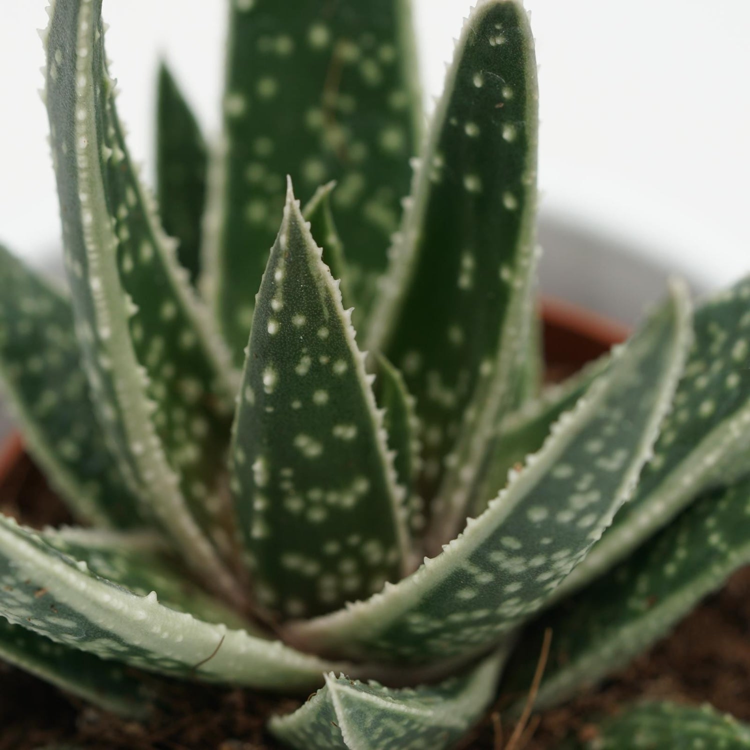x Gasteraloe Doreen - 5.5cm