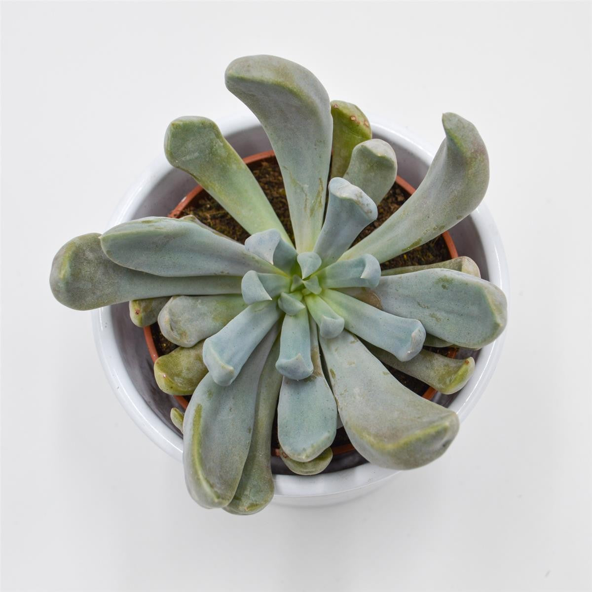 x Graptoveria Lilac Spoons / Cupid / Topsy Debbie - 8.5cm