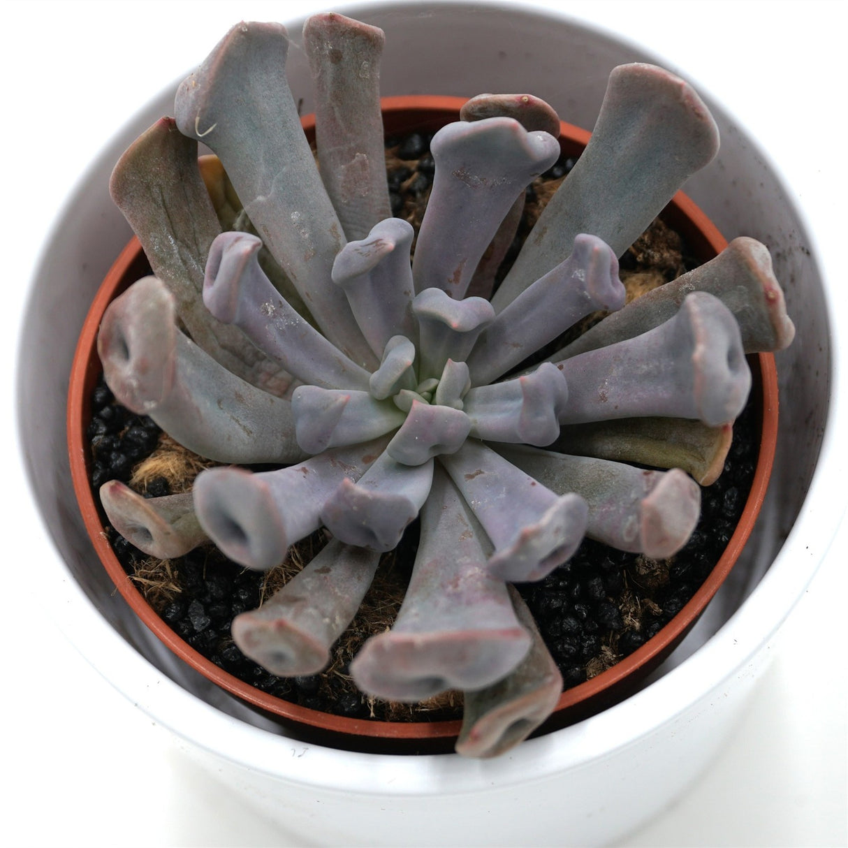 x Graptoveria Lilac Spoons / Cupid / Topsy Debbie - 8.5cm