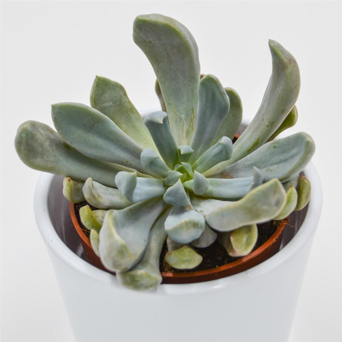 x Graptoveria Lilac Spoons / Cupid / Topsy Debbie - 8.5cm