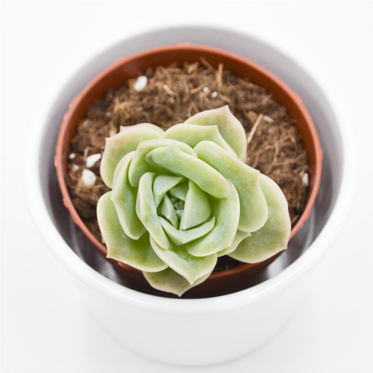 x Graptoveria Lovely Rose - 8,5cm