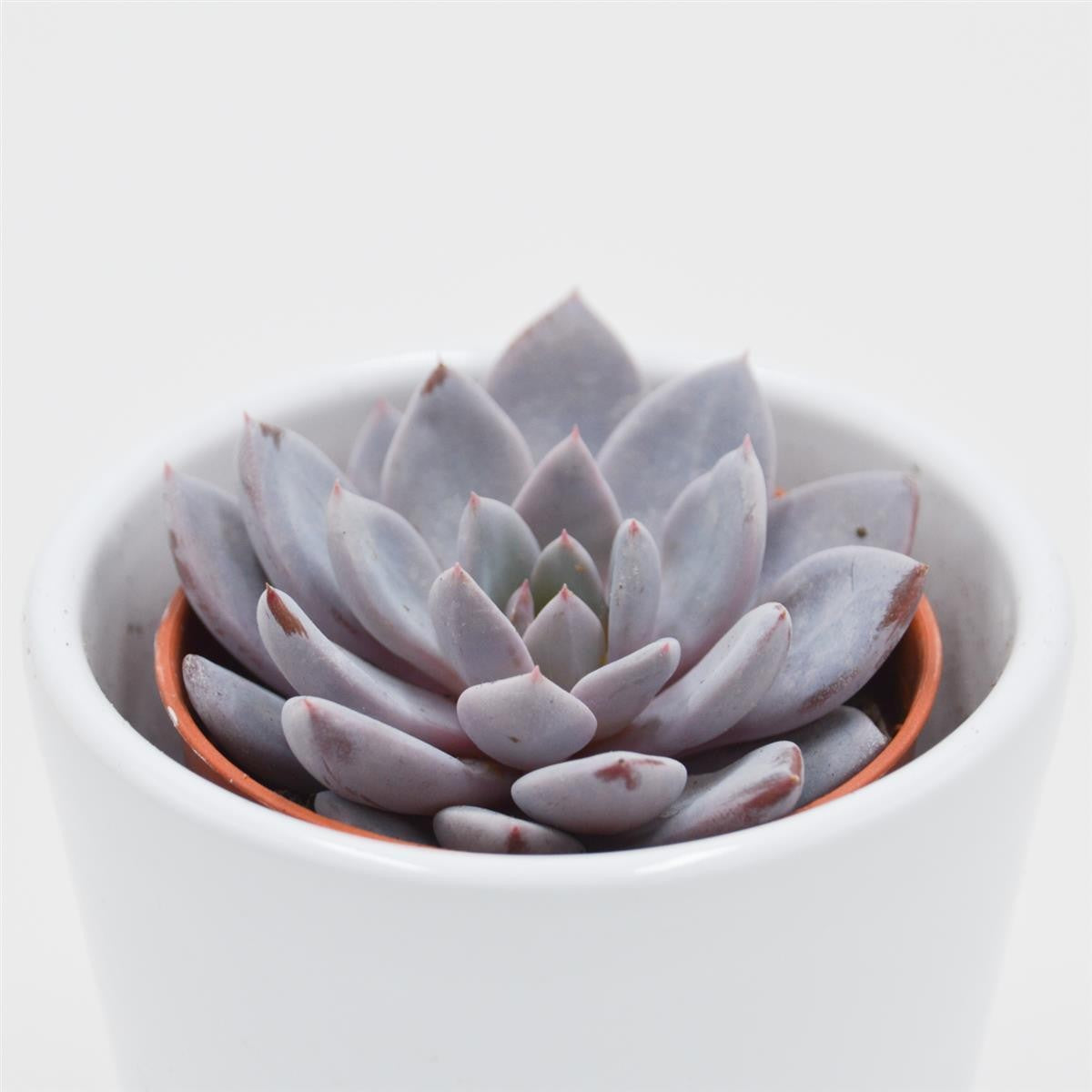x Graptoveria Lulu - 5.5cm