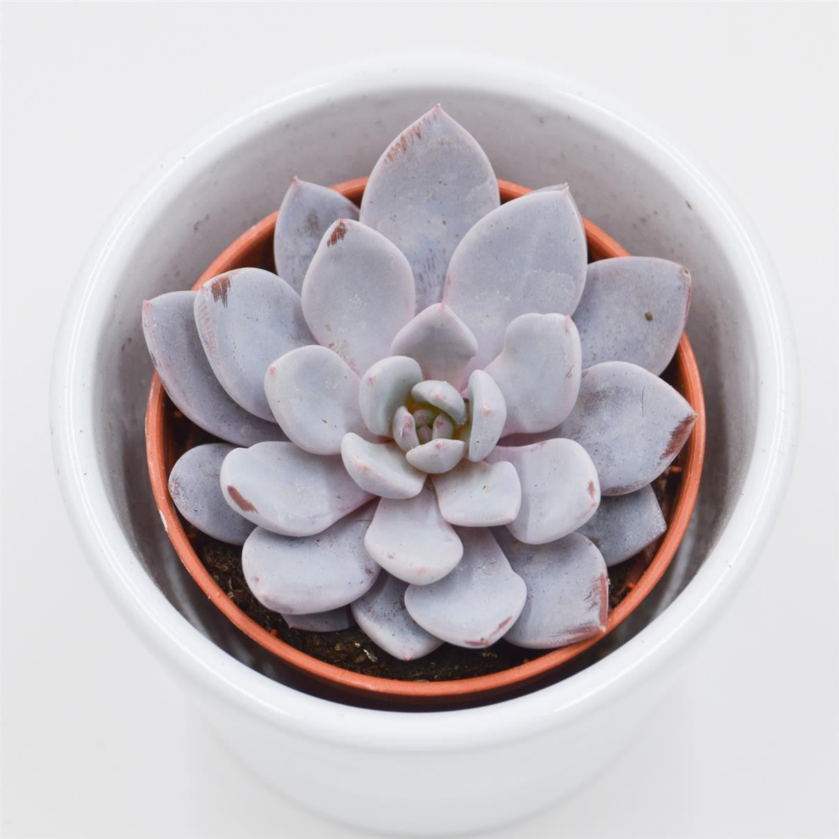 x Graptoveria Lulu - 5.5cm