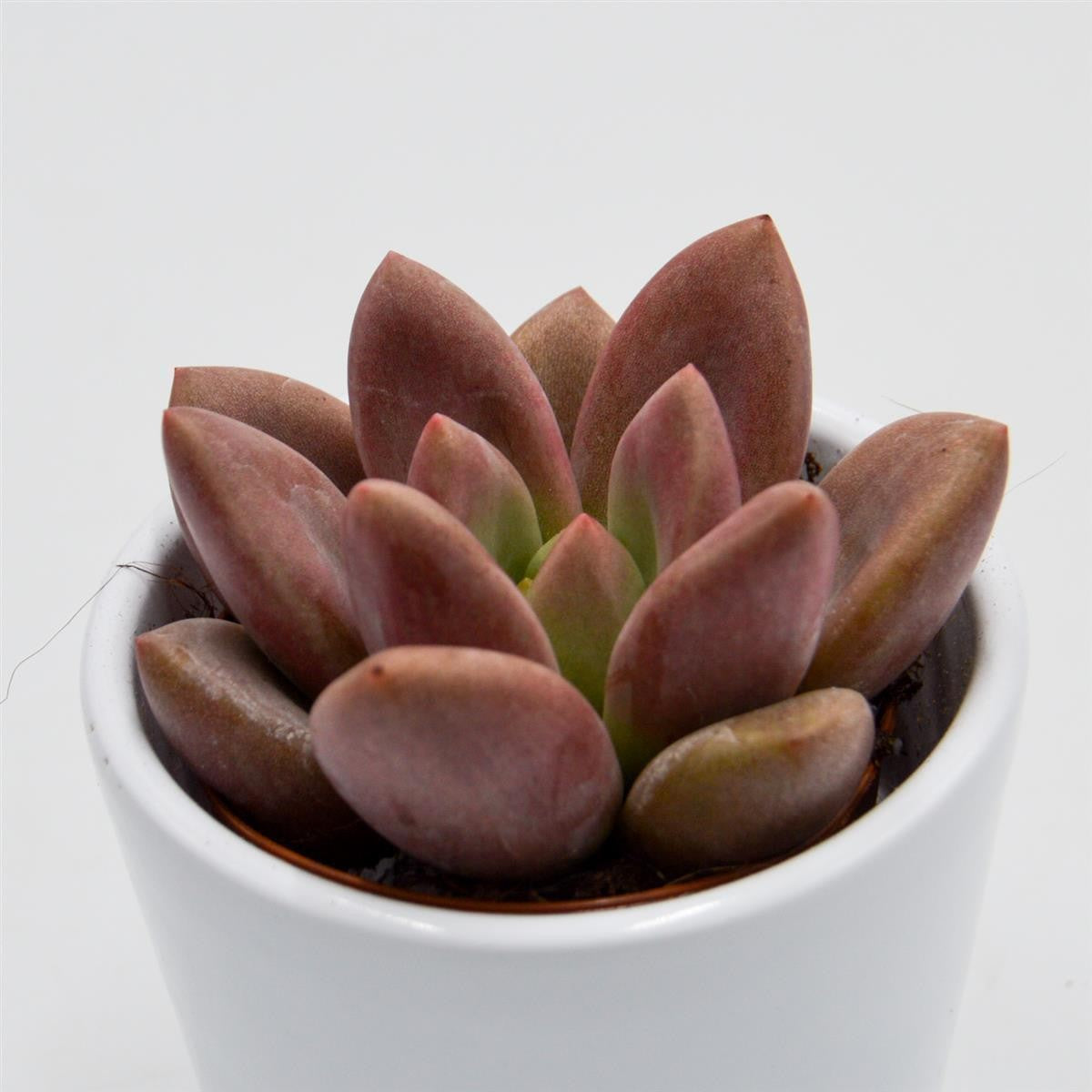 x Graptoveria Pink Donna - 5.5cm