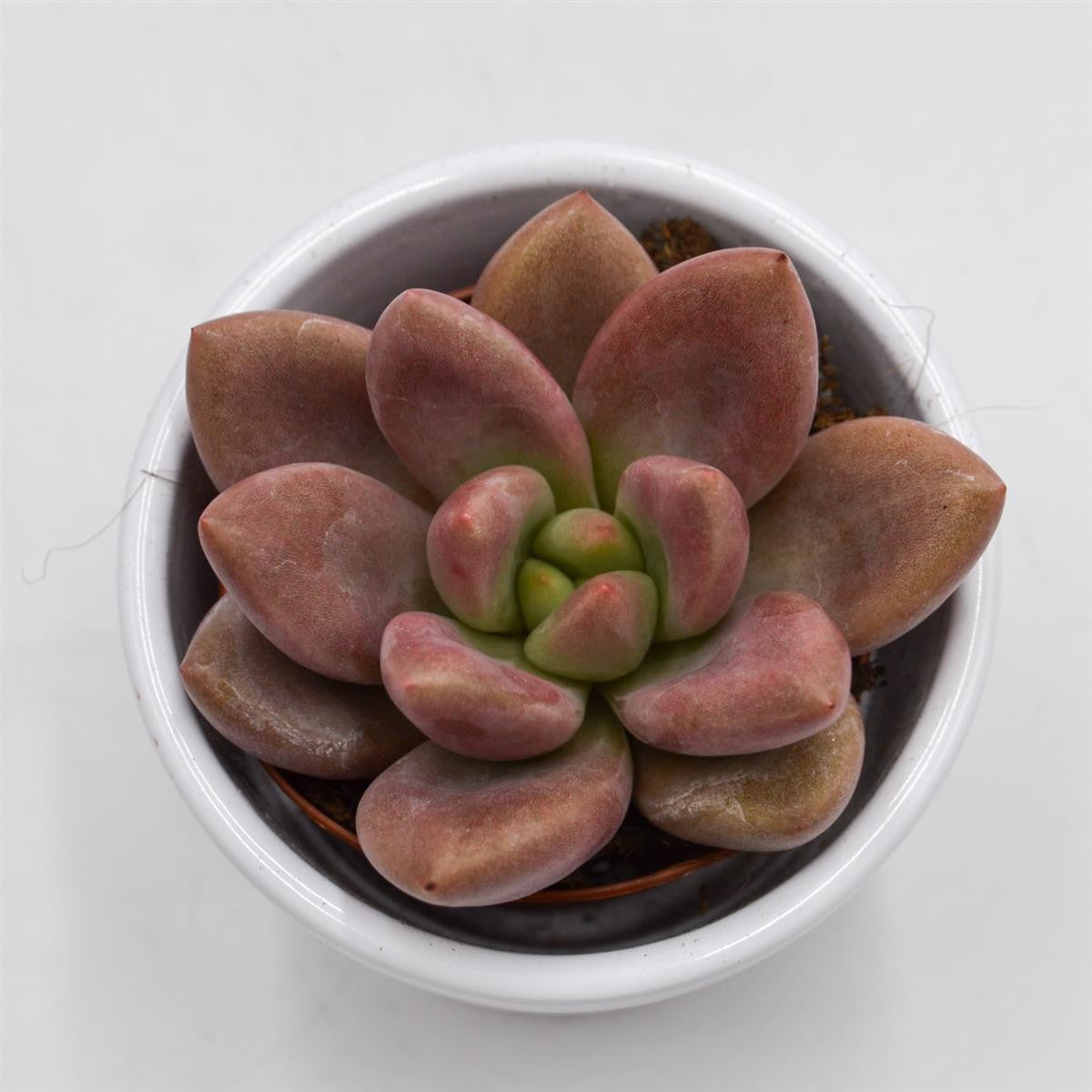 x Graptoveria Pink Donna - 5,5cm