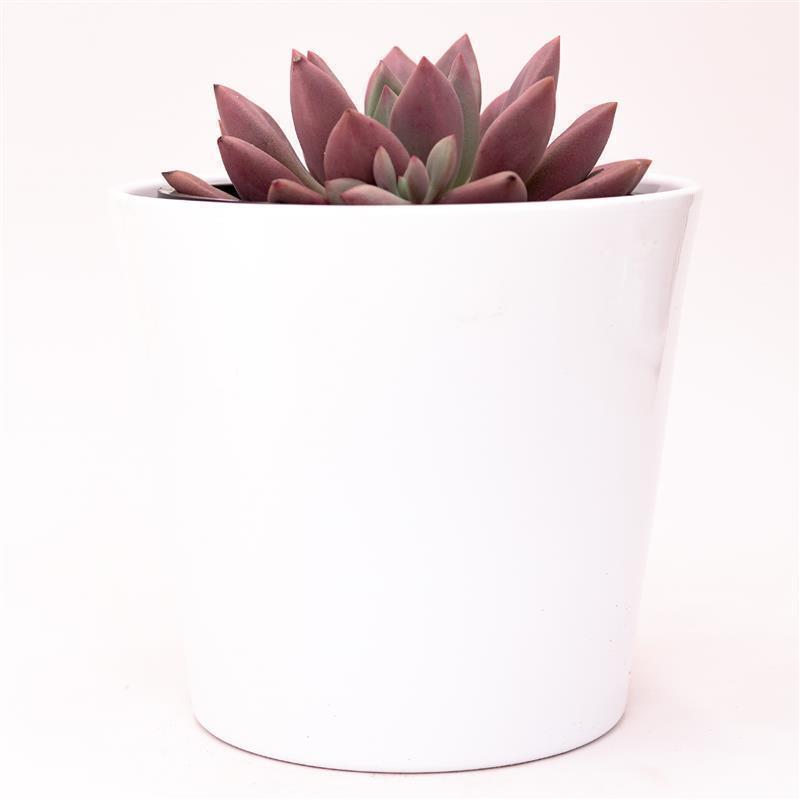 x Graptoveria Pink Donna - 13cm