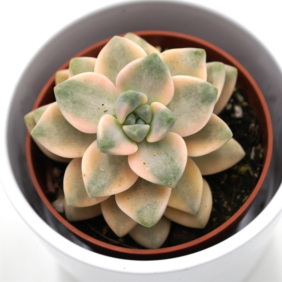 Graptoveria titubans f. variegata