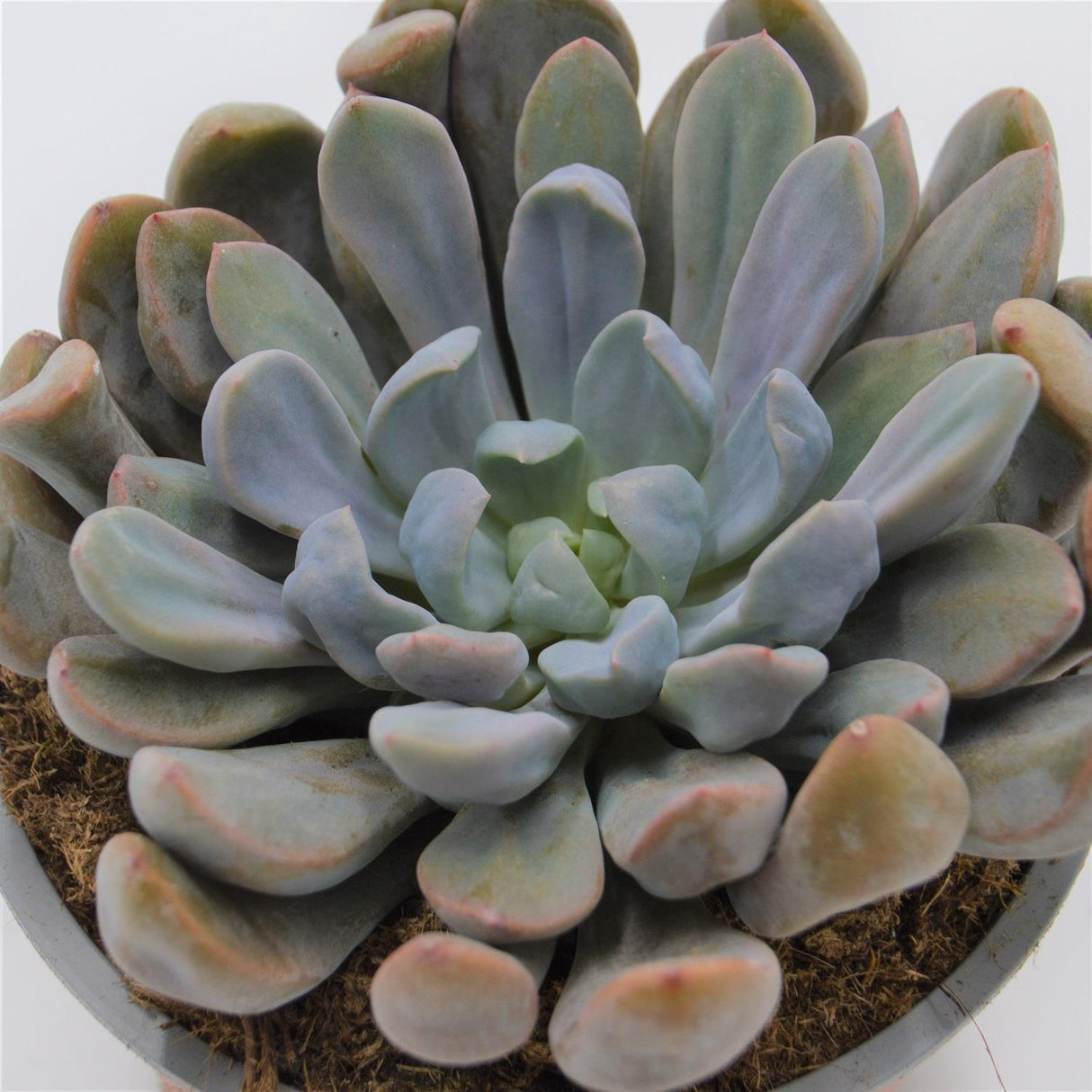 x Graptoveria Topsy Debbie - 13cm