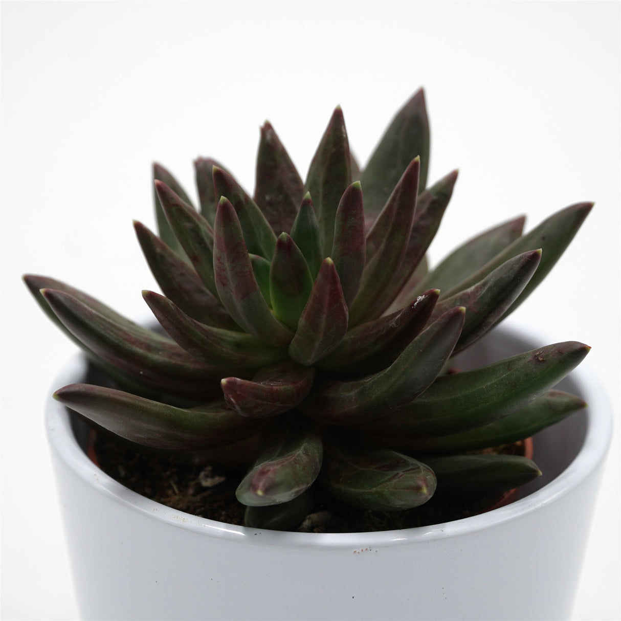 x Pachyveria Izar - 8,5cm