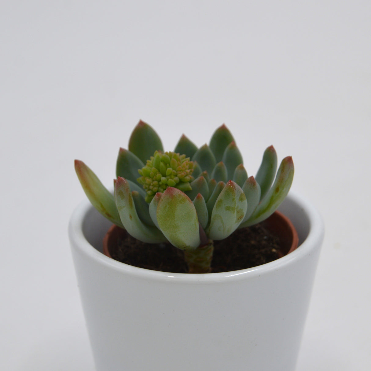 x Sedeveria Blue Elf - 5.5cm