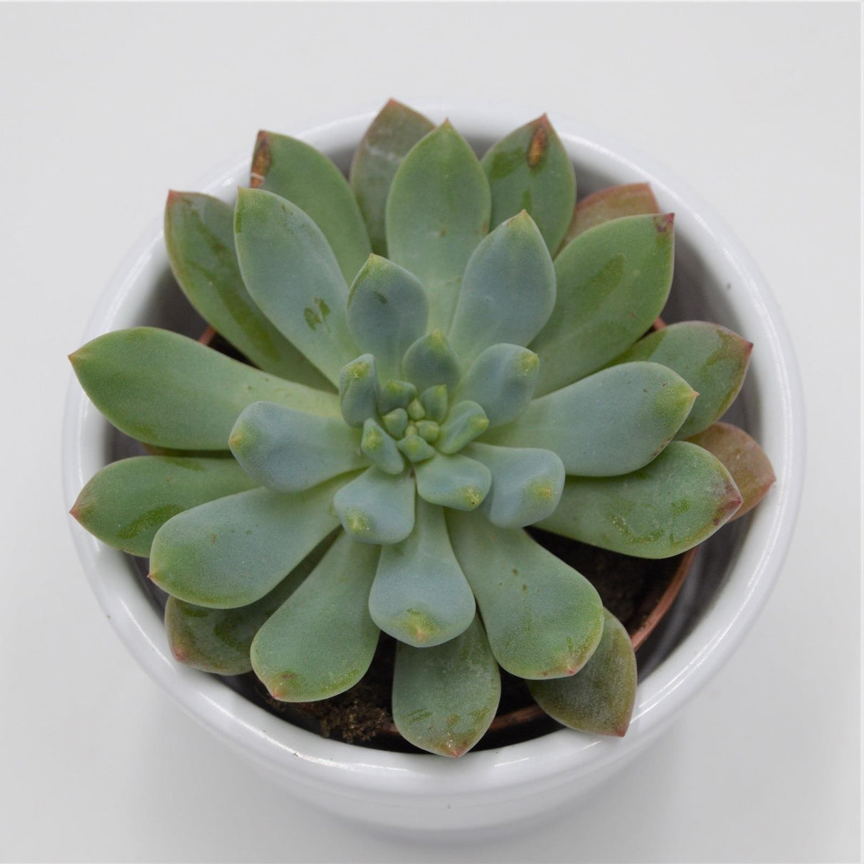 x Sedeveria Blue Elf - 5.5cm