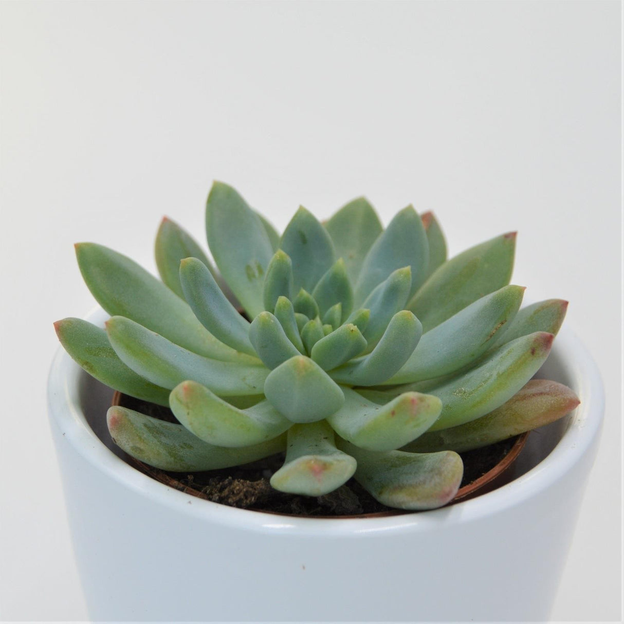 x Sedeveria Blue Elf - 5.5cm