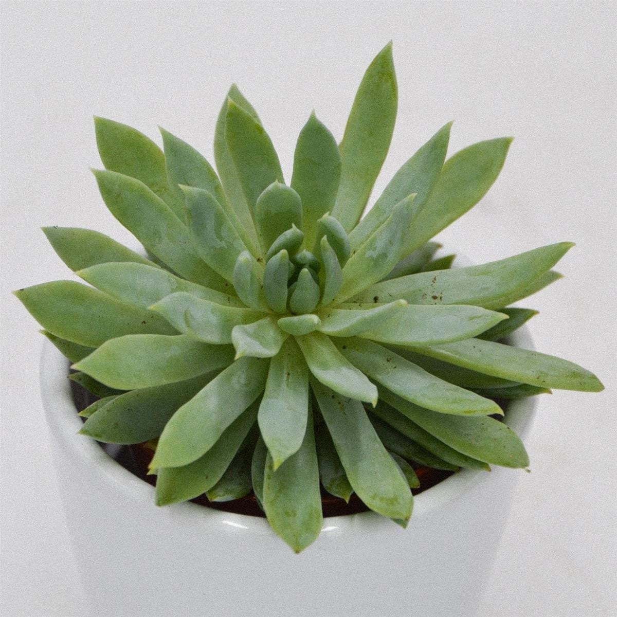 x Sedeveria Fanfare - 5.5cm