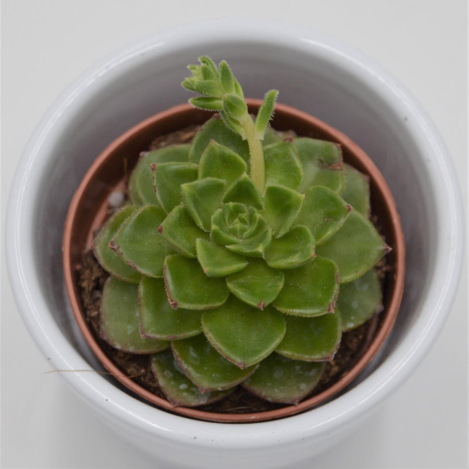 x Sedeveria Letizia - 5.5cm
