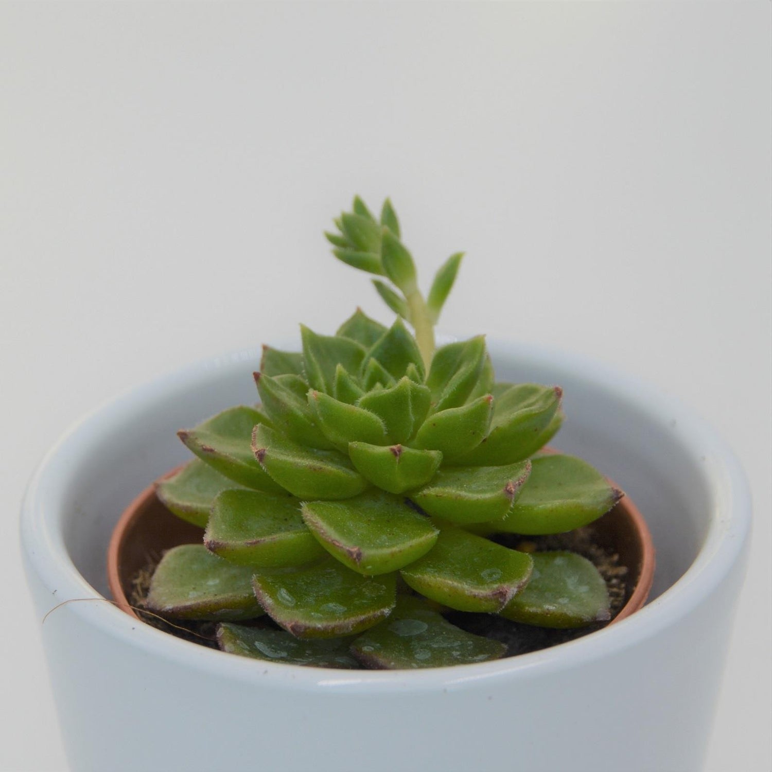 x Sedeveria Letizia - 5.5cm