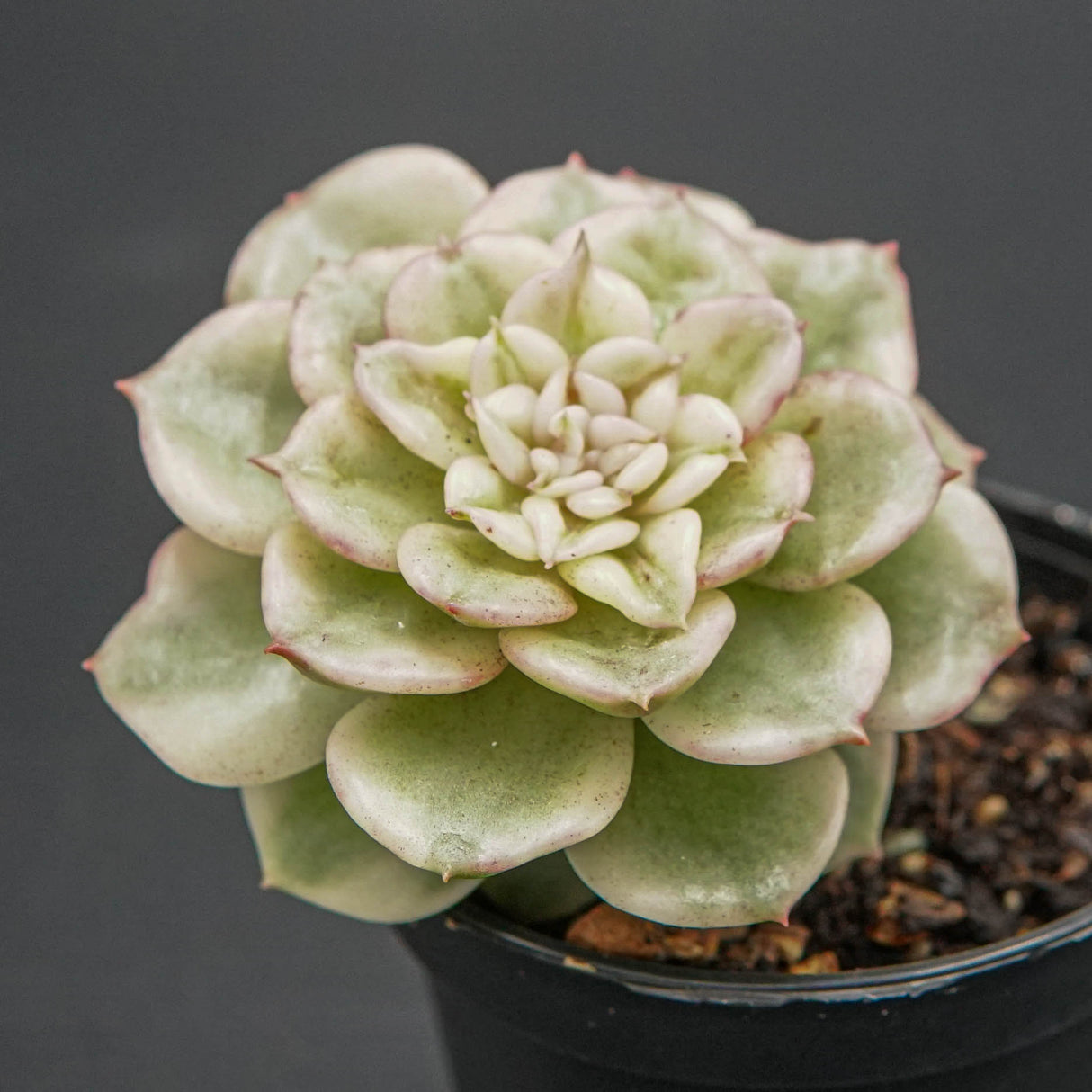 Sedeveria Rolly f. variegata