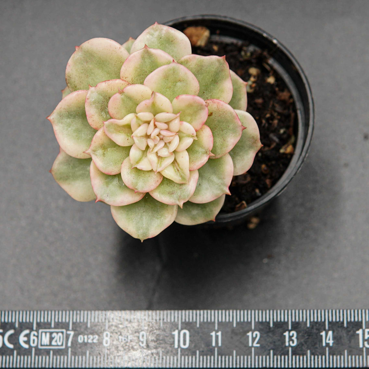Sedeveria Rolly f. variegata