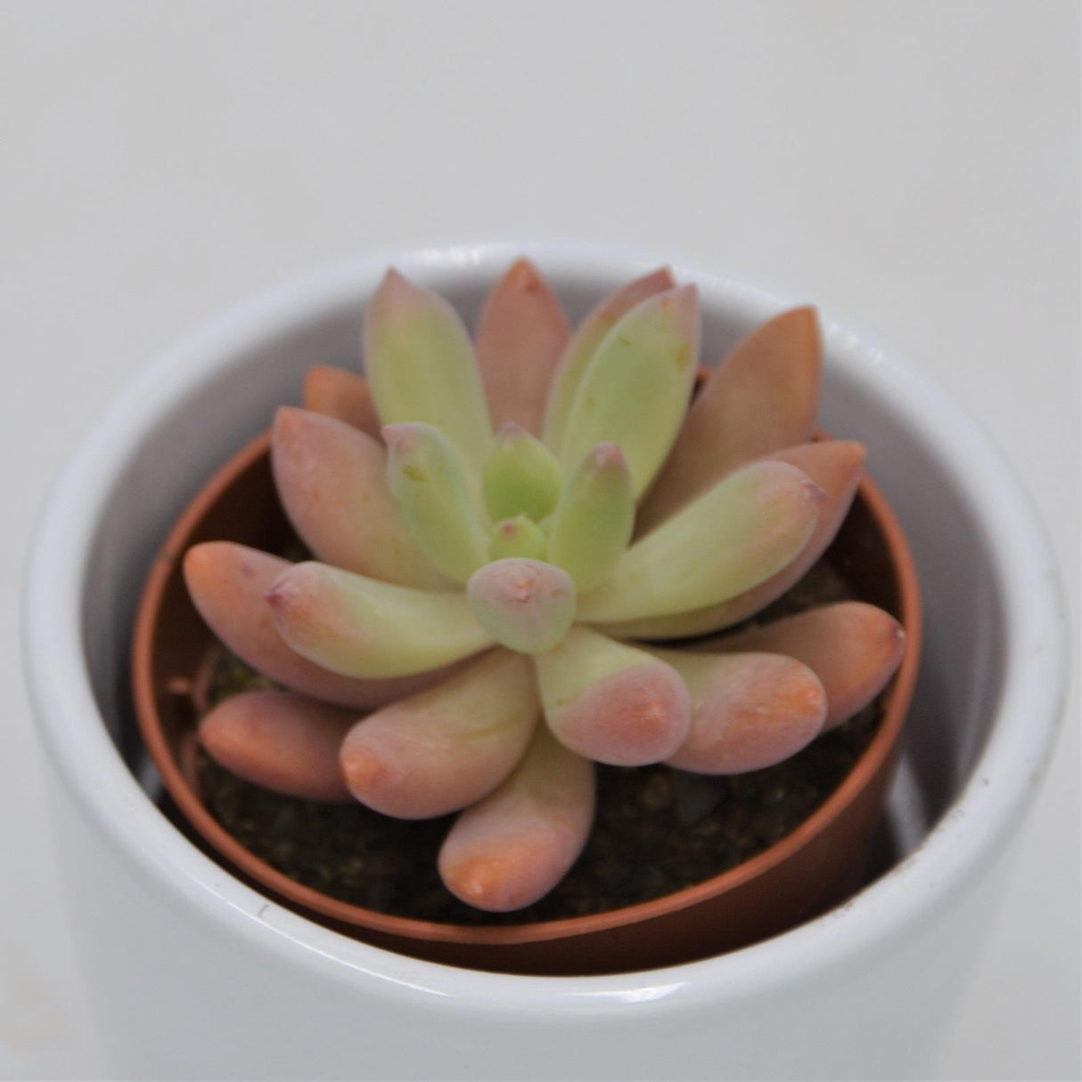 x Sedeveria Viola - 5,5cm