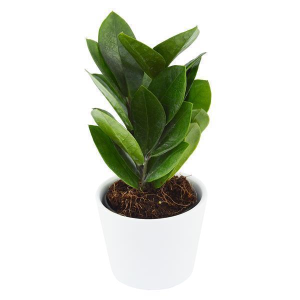 Zamioculcas zamiifolia - 6cm