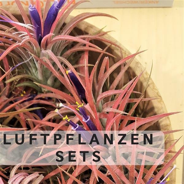 Tillandsien kaufen Luftnelken PASIORA
