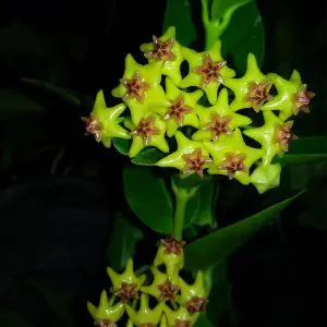 Hoya densifolia mit Blütendolden