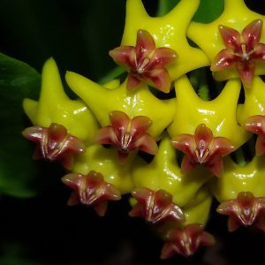 Hoya densifolia Nahaufnahme der Blüte