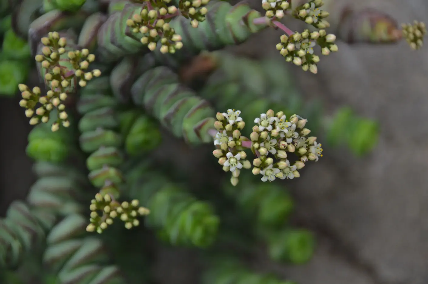 Crassula rupestris subsp. marnieriana 'Hottentot' | PASIORA