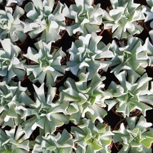 Echeveria runyonii 'Topsy Turvy' Jungpflanzen | PASIORA
