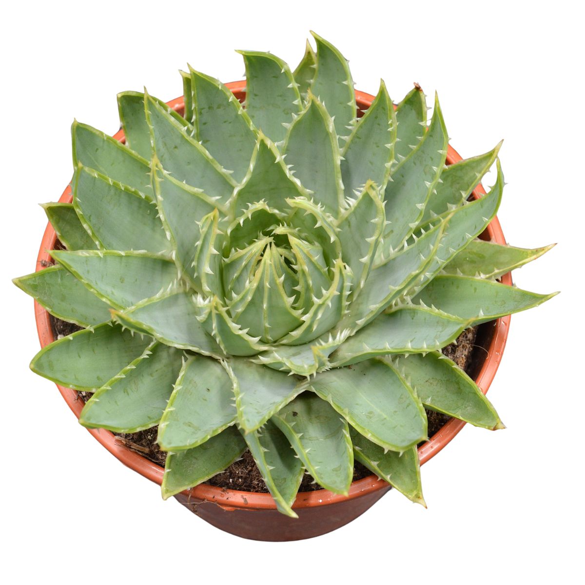 Aloe polyphylla Spiral-Aloe - 17cm
