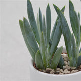 Senecio ficoides - 6cm