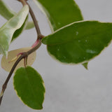 Hoya carnosa Krimson Queen - 12cm