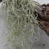 Tillandsia usneoides - Xtra-Large