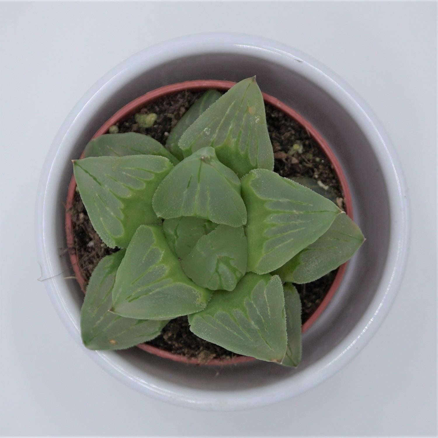 Haworthia cooperi ssp. - 5,5cm