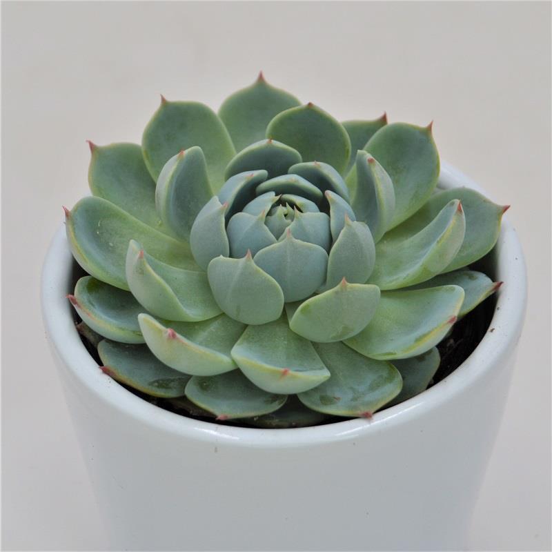 Echeveria secunda San Joaquin - 6cm