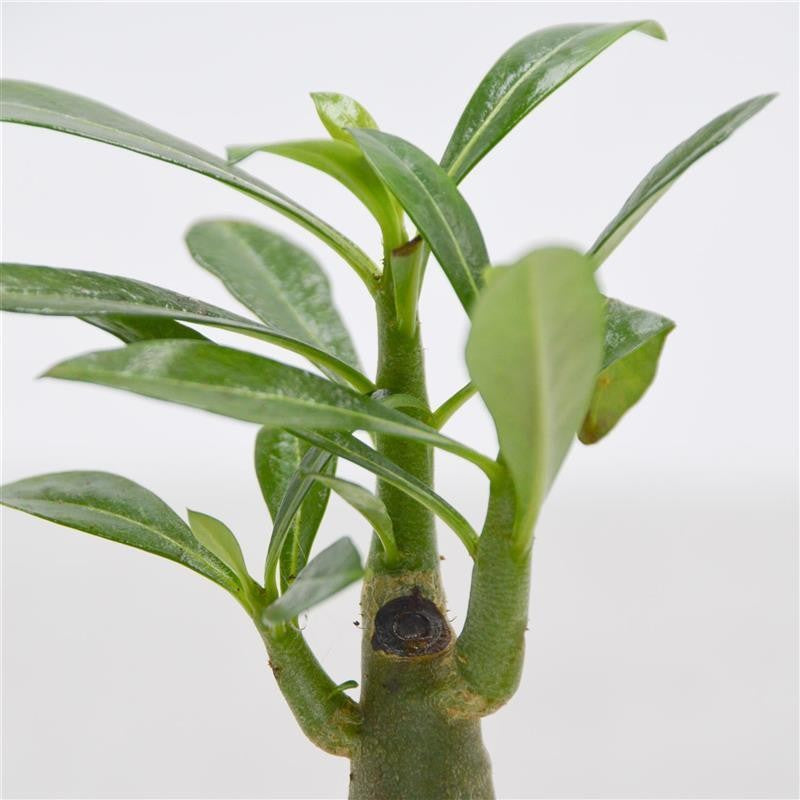 Adenium obesum - 6cm