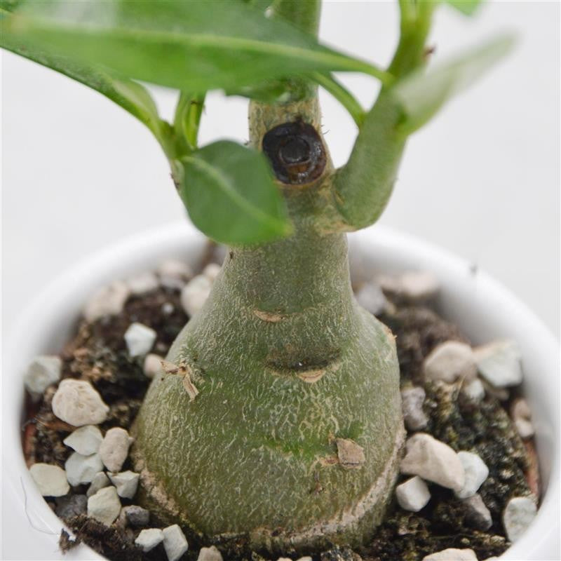 Adenium obesum - 6cm