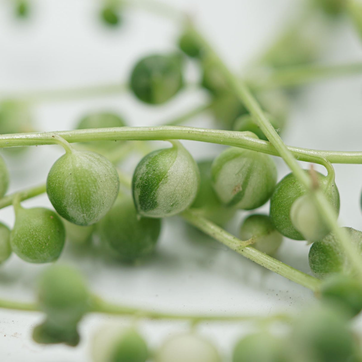 Senecio rowleyanus f. variegata, 10 cuttings