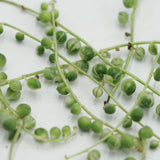 Senecio rowleyanus f. variegata, 10 cuttings