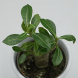 Adenium obesum - 6cm