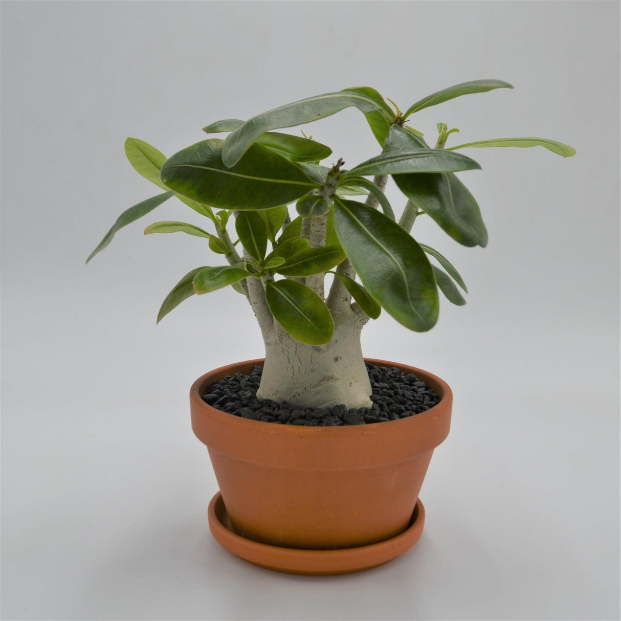 Adenium obesum Baobab - 15cm in terracotta pot