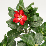 Adenium obesum Red Lady - 14cm