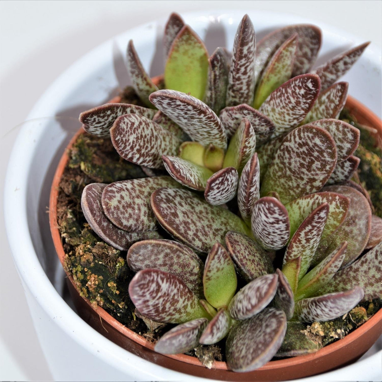 Adromischus Calico Hearts - 8.5cm