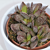 Adromischus Calico Hearts - 8.5cm