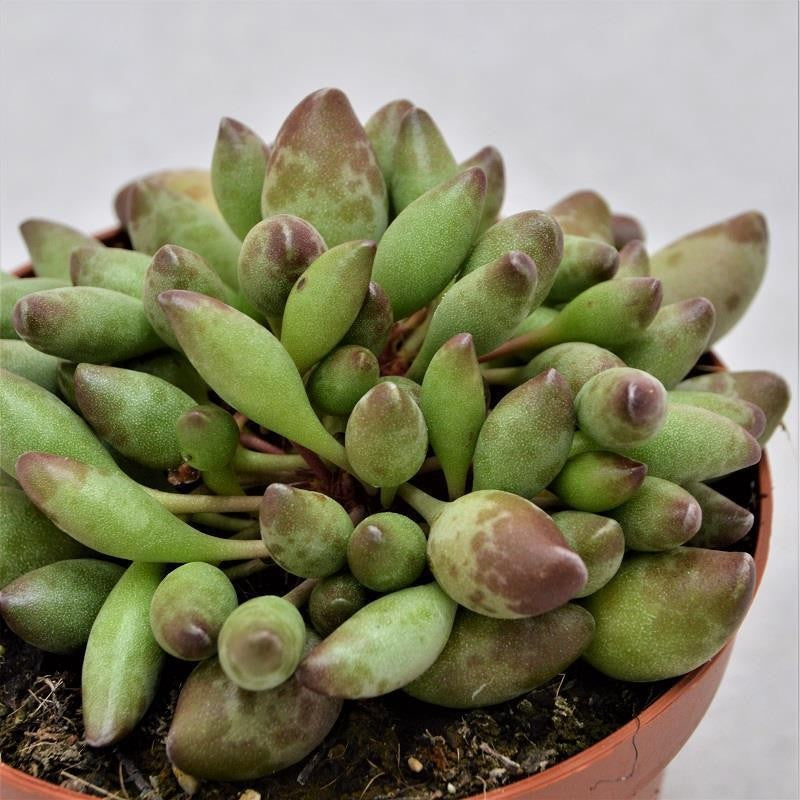 Adromischus cristatus var. clavifolius Ø13cm - Buy here – PASIORA