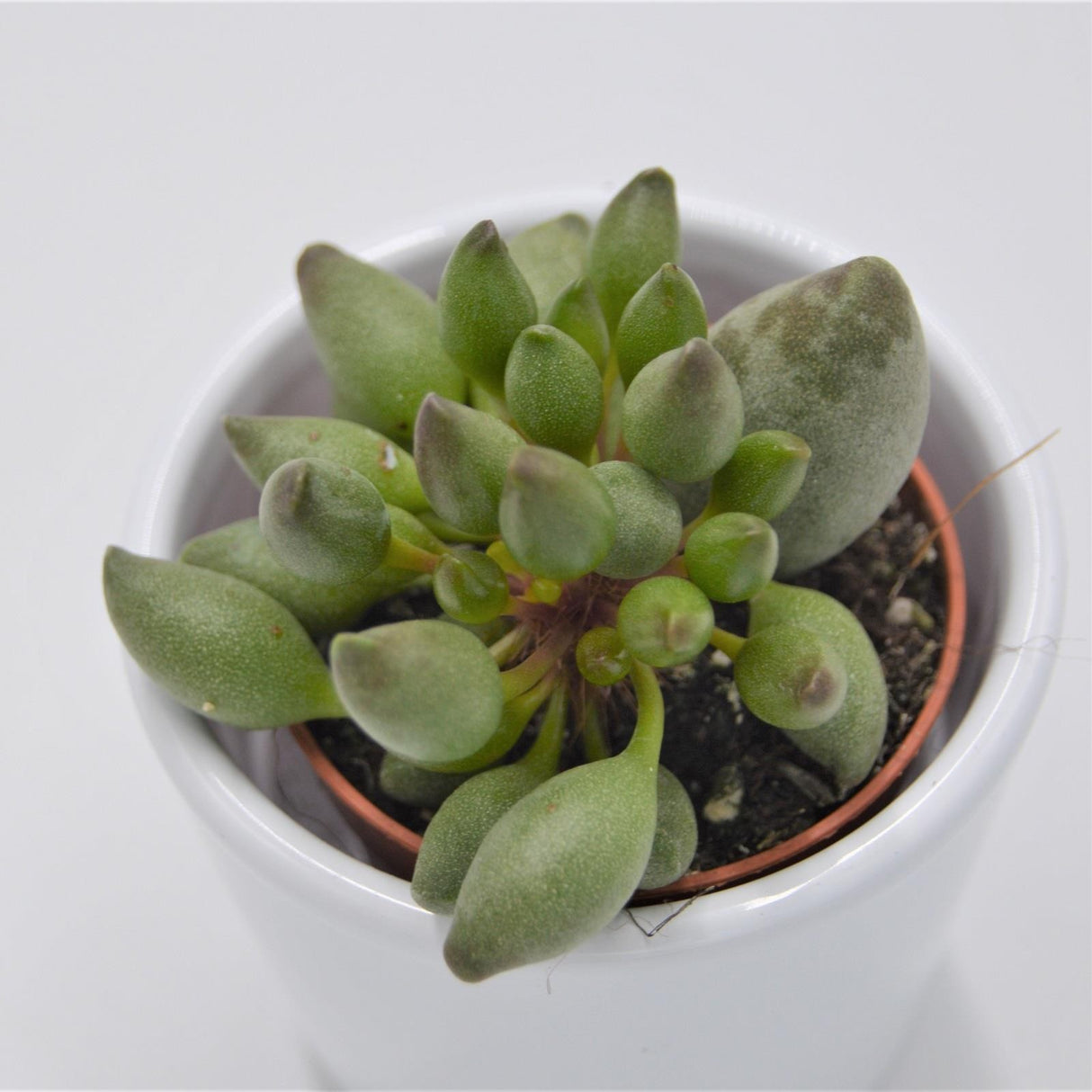 Adromischus cristatus var. clavifolius - 5.5cm