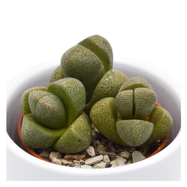 Pleiospilos nelii - 5.5cm